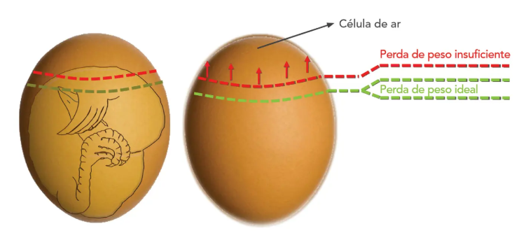 Representação gráfica da perda de peso ideal versus perda insuficiente durante a incubação do ovo.